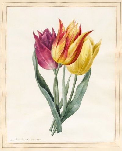 Three Lily Tulips by Louise DOrleans